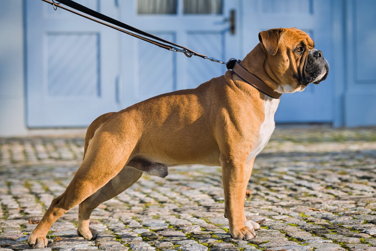 Lederhundehalsband : Red Edition